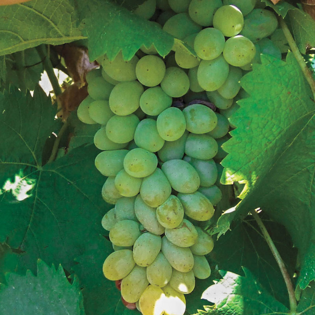 Neptune Seedless Grape – fruit plant