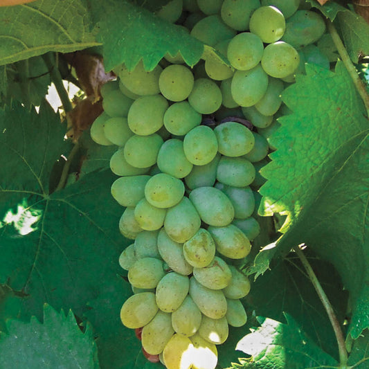 Neptune Seedless Grape – fruit plant
