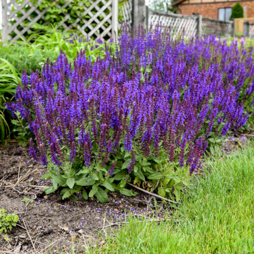 Salvia nemorosa 'Violet Profusion' - [EG]