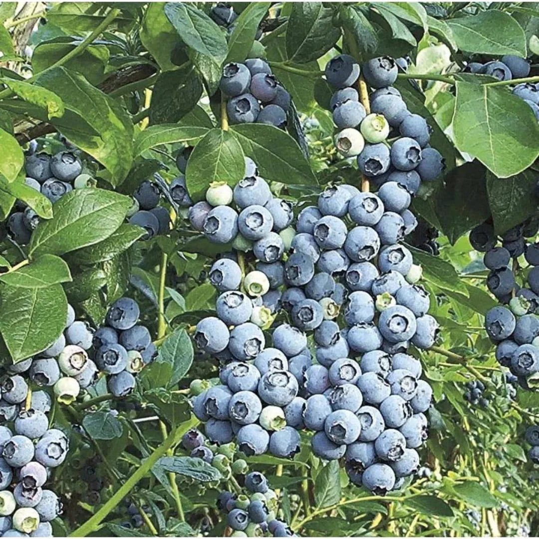 Blue Suede Blueberry fruit close-up showing plump ripe berries