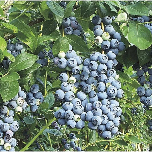 Blue Suede Blueberry fruit close-up showing plump ripe berries