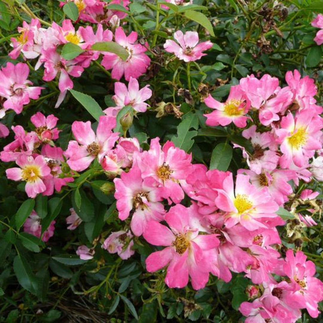 homeandgardensforless.com