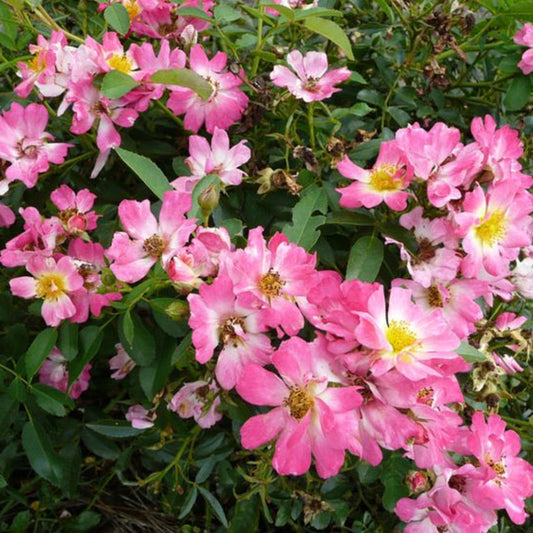 Low growing Pink Drift Rose covered in small flowers