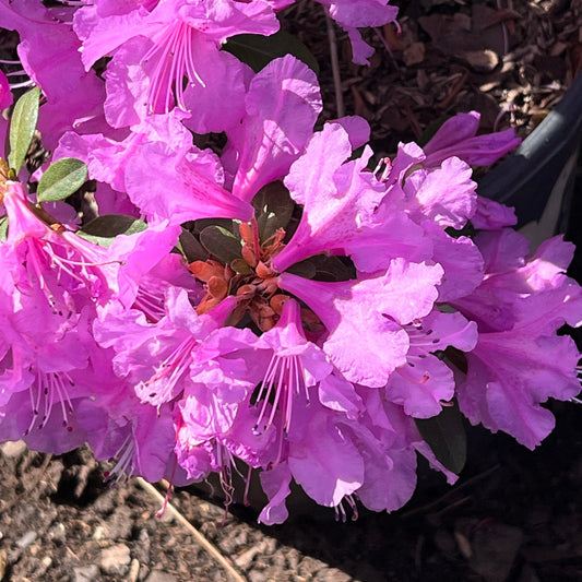 Abbey's Re-View' Rhododendron Native Azalea