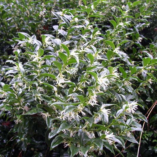 Evergreen Sweet Box shrub ideal for shade garden planting
