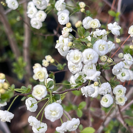 Spirea Prunifolia
