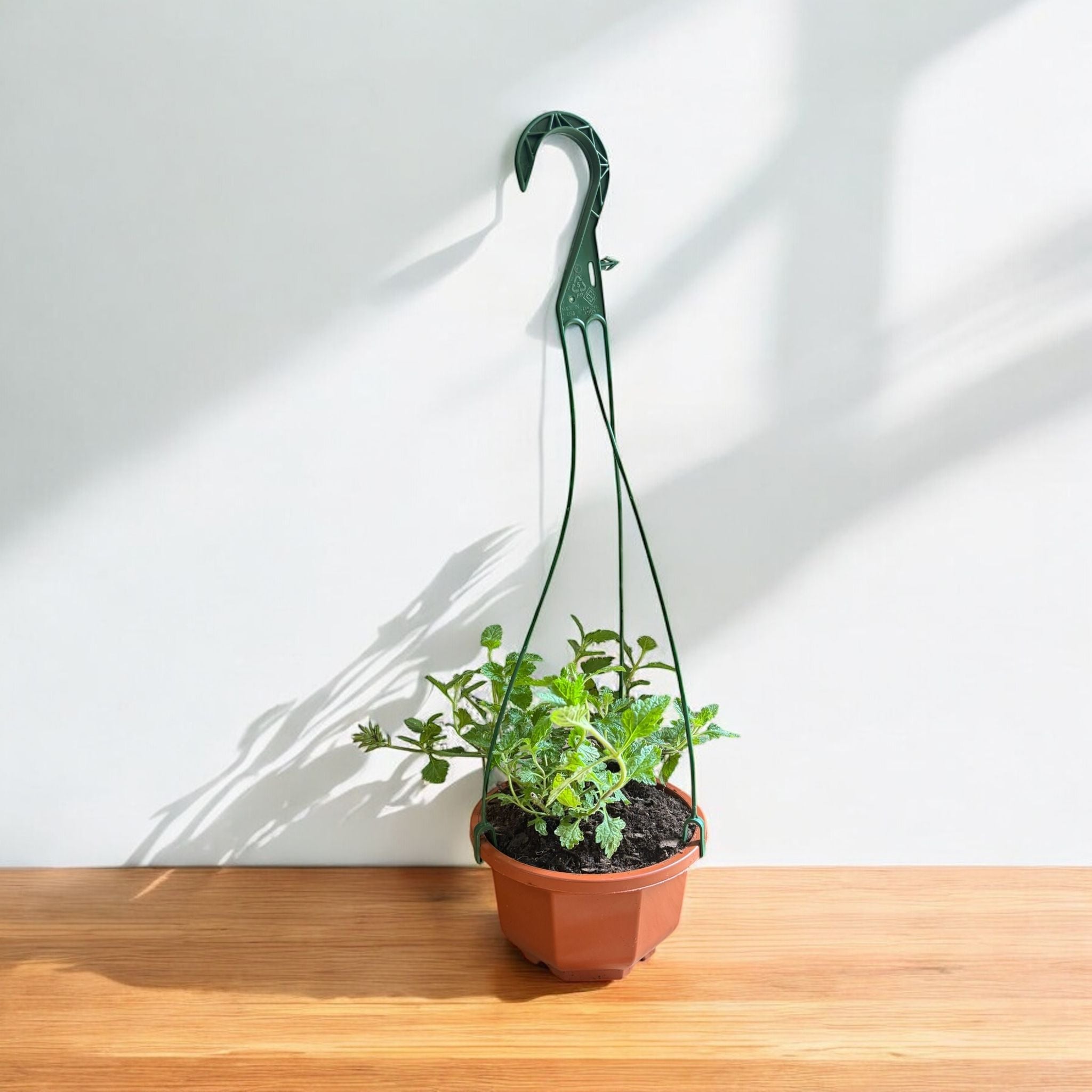 Homestead Purple Verbena hanging basket – succulent