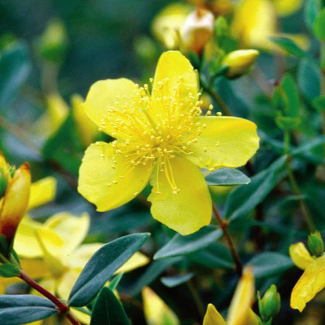 (1 Gallon) Hypericum 'Sunburst' St. John'S Wort, Year Round Interest, Good For Mid-West