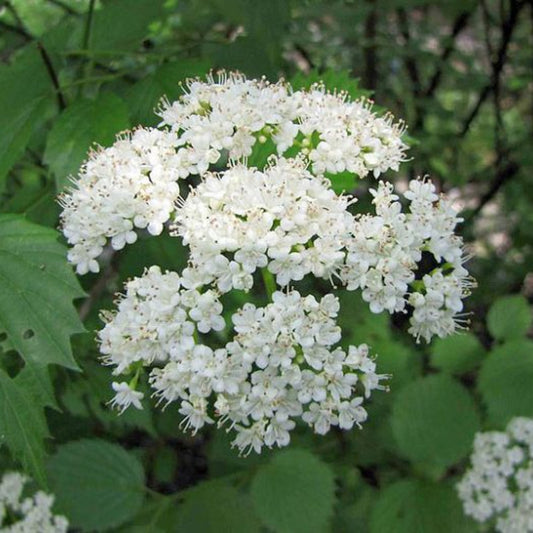 Mature Arrowwood Viburnum Shrub with Seasonal White Blossoms