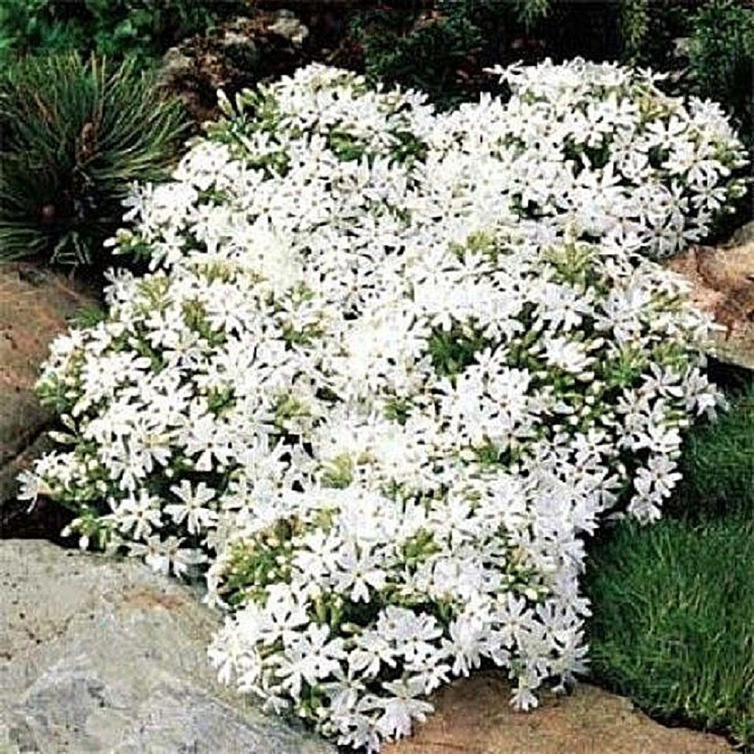 Creeping phlox Snowflake white blooms