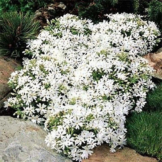 Creeping phlox Snowflake white blooms