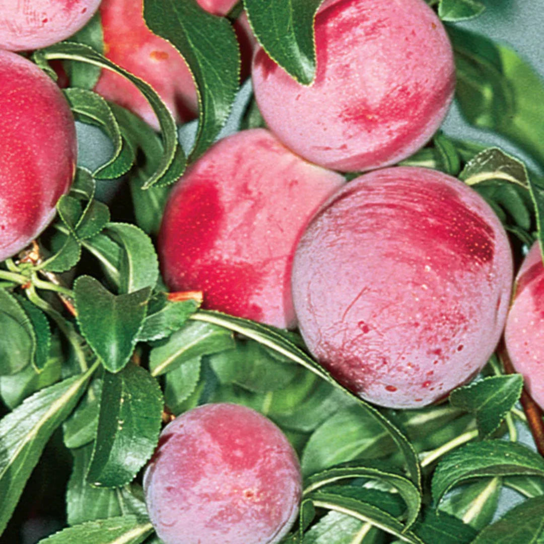 Ruby Sweet Plum fruit cluster shown in detail with vibrant color.