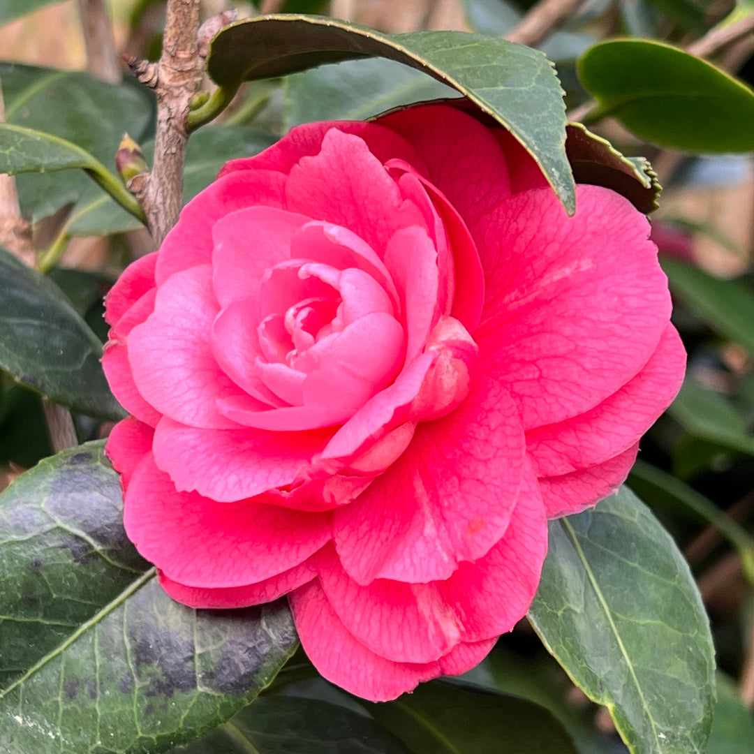 Vibrant pink camellia blossom close-up - evergreen flowering shrub for gardens