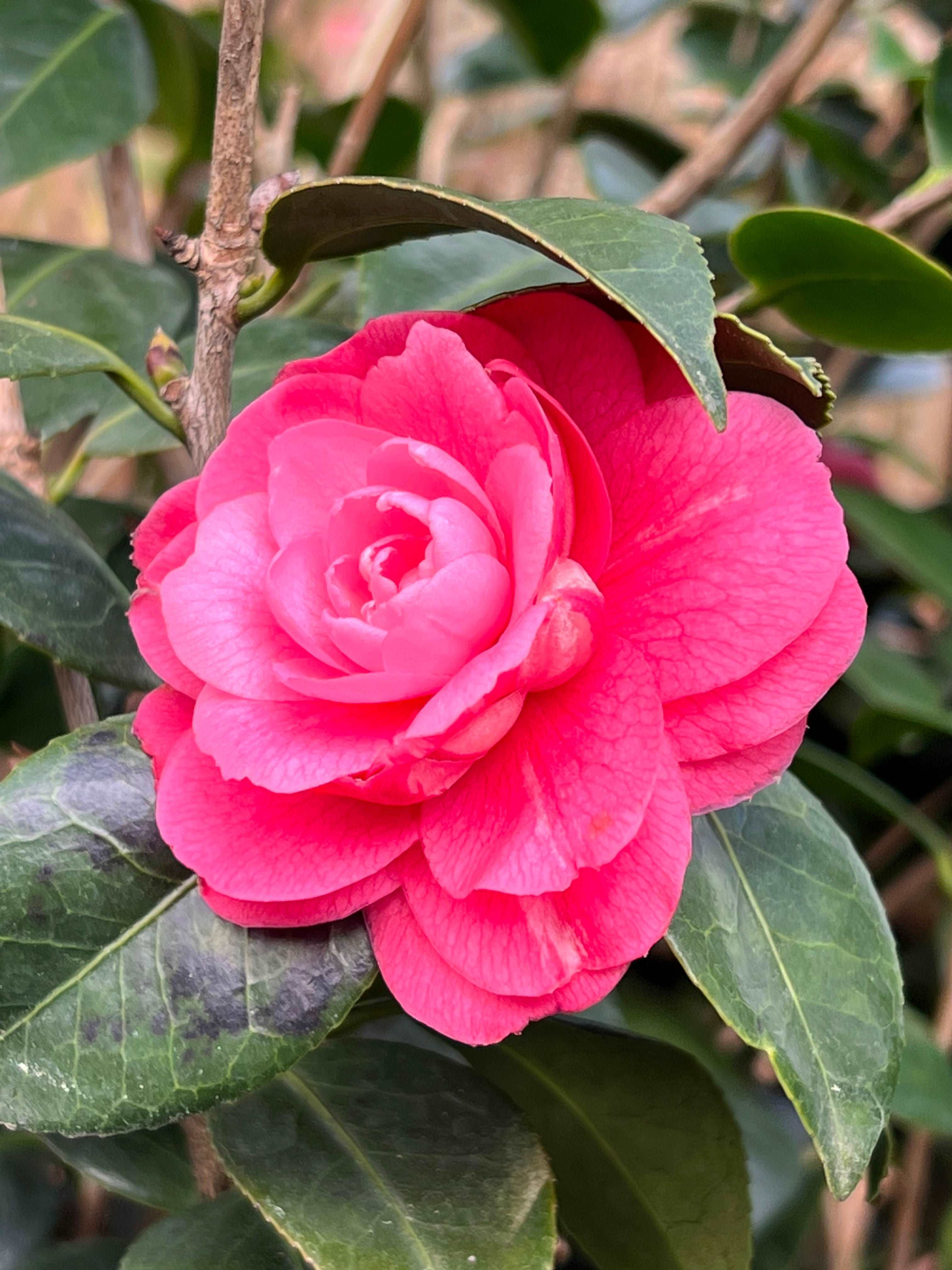 Camellia April Kiss Plant