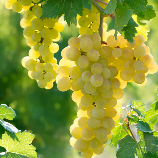 Edelweiss white seeded grape clusters on vine