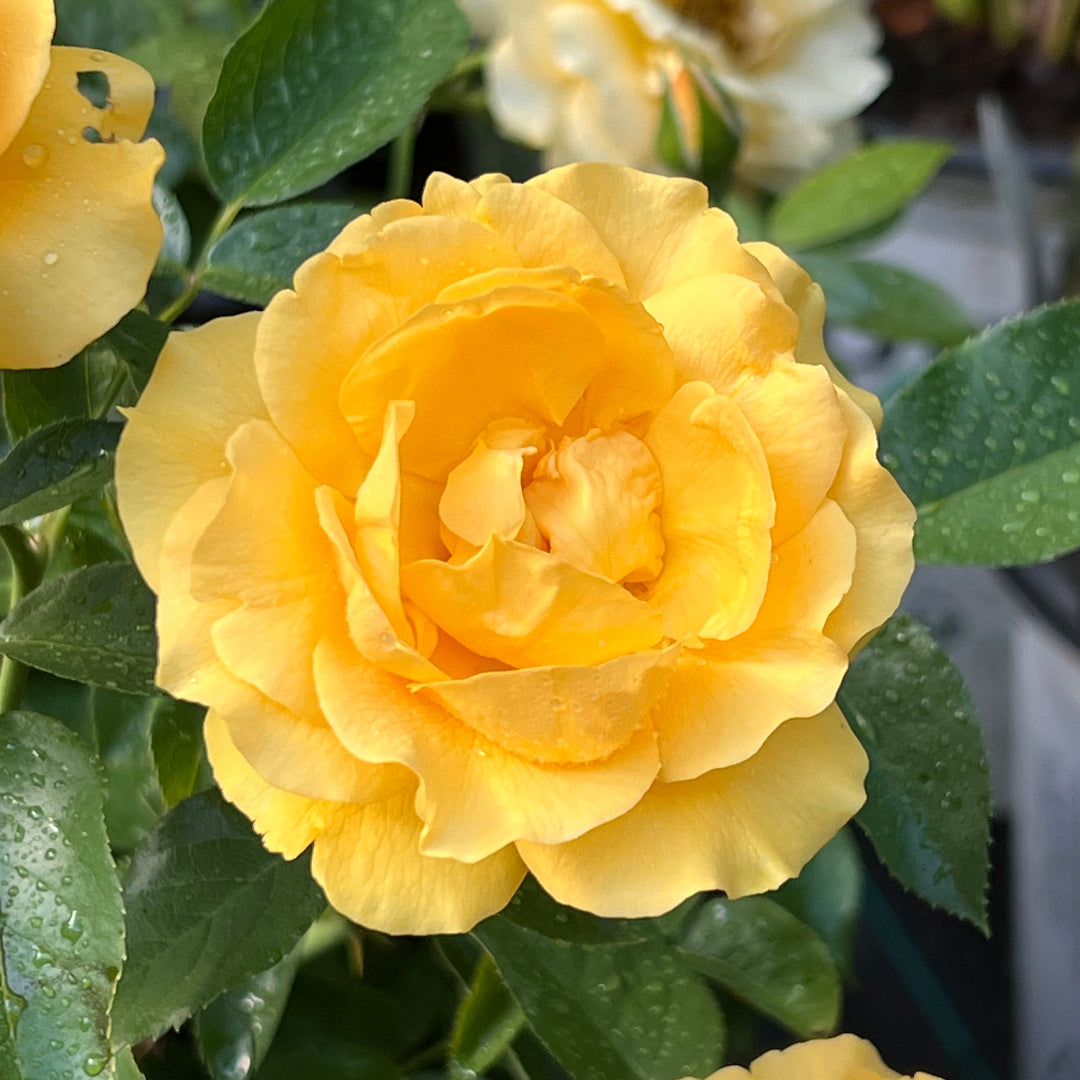 Golden Julia Child Rose flower captured up close with soft textured petals