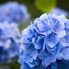 Shade Hydrangea