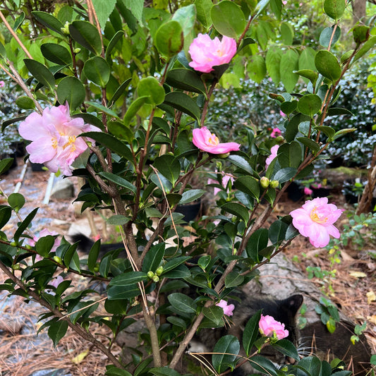 Pink Snow camellia shrub garden planting