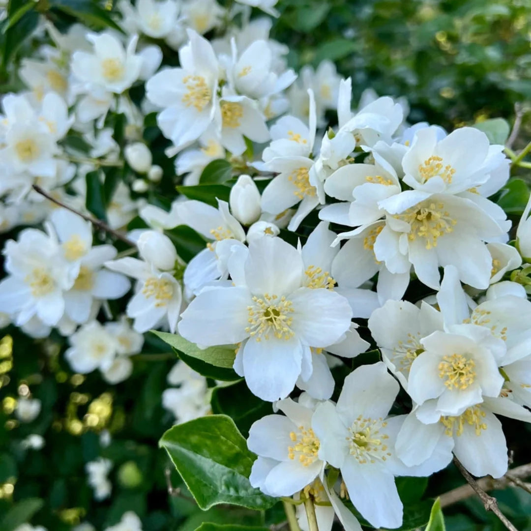 Virginal Mock Orange plant featuring clusters of white spring flowers