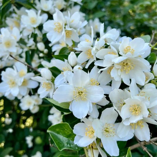 Virginal Mock Orange plant featuring clusters of white spring flowers