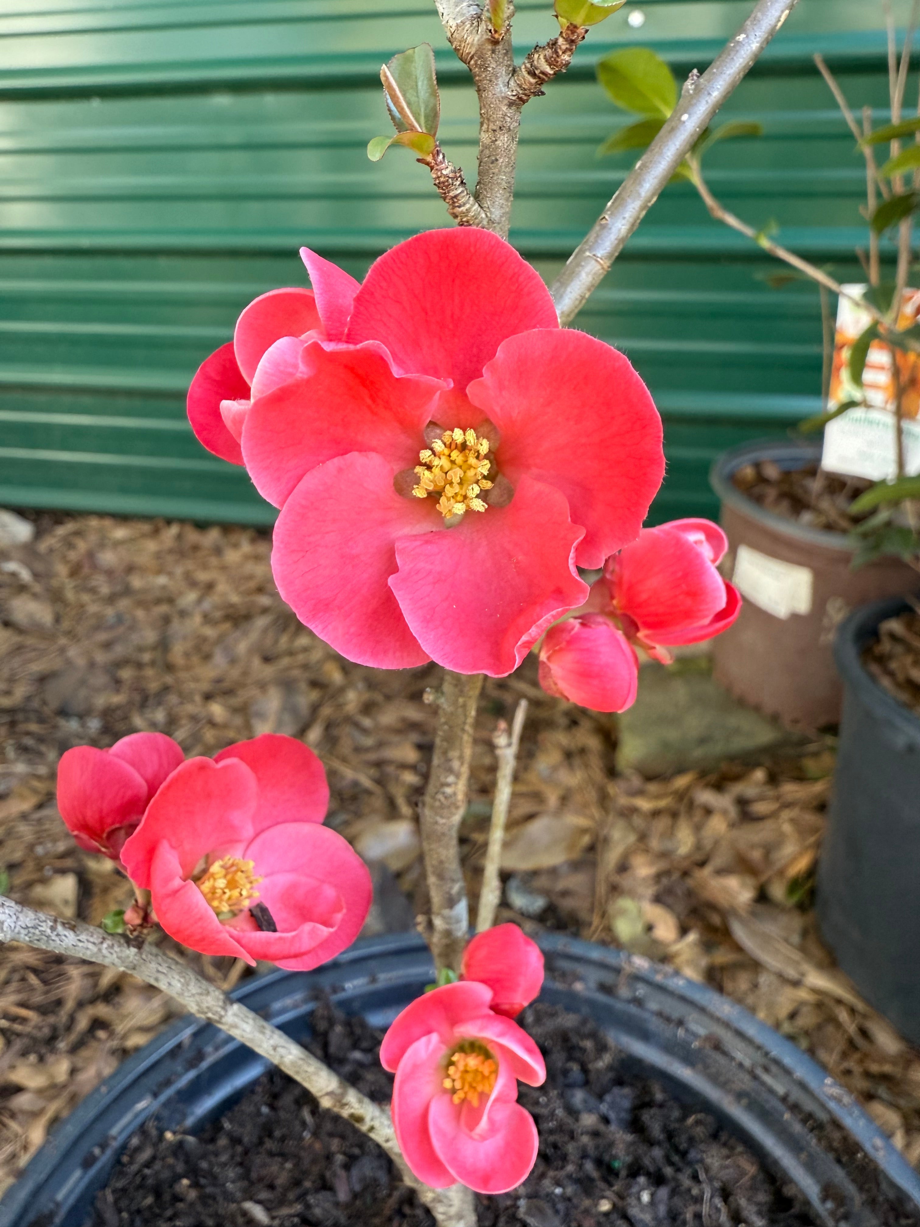Spitfire Quince ornamental shrub with vibrant red blossoms