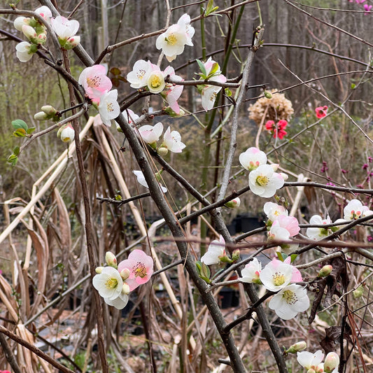 Toyo Nishiki Flowering Quince – Tri-Color Blooms | Live Shrub | Zones 5–9 live plant for landscaping and home gardens