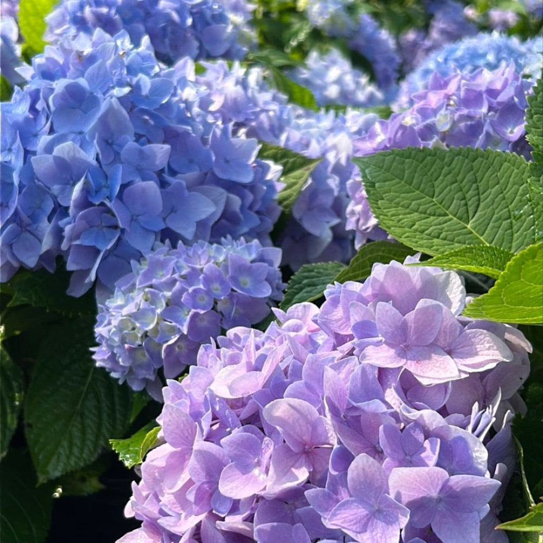 Azure Skies Hydrangea – hydrangea