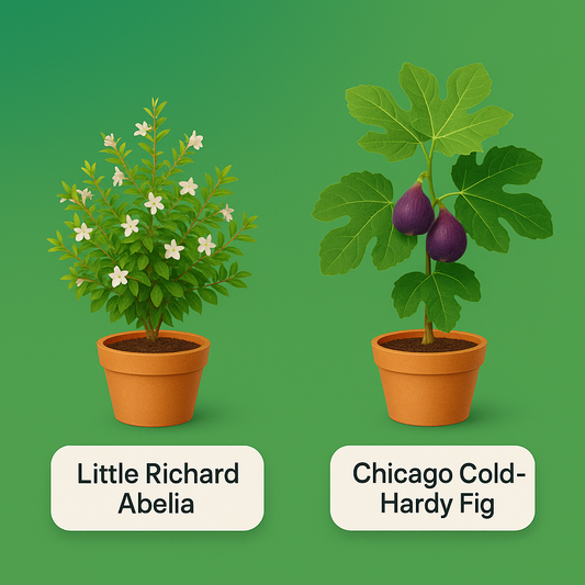 Black Friday 2 Plant Combo - Little Richard Abelia & Chicago cold-hardy fig