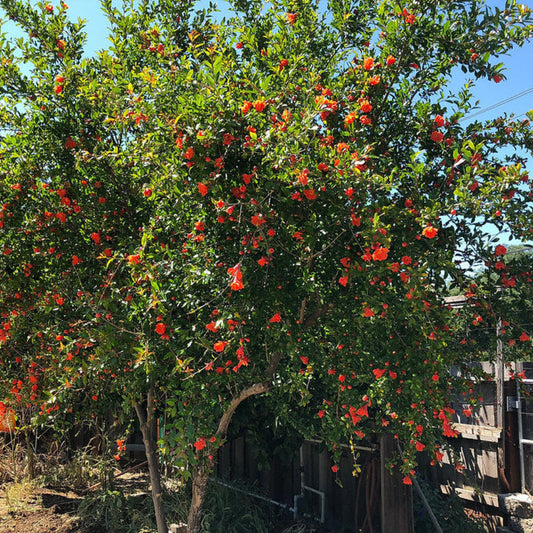 Visual instruction card for planting Wonderful Pomegranate Tree
