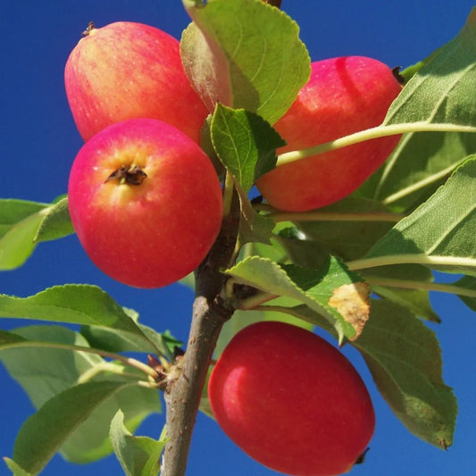 Hardi-Mac apple tree image – red fruit on Hardy Mac cultivar
