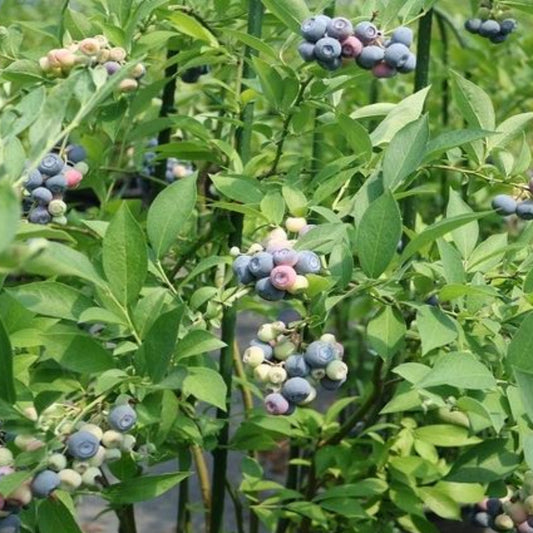 Young blueberry plant with emerging berries and green foliage