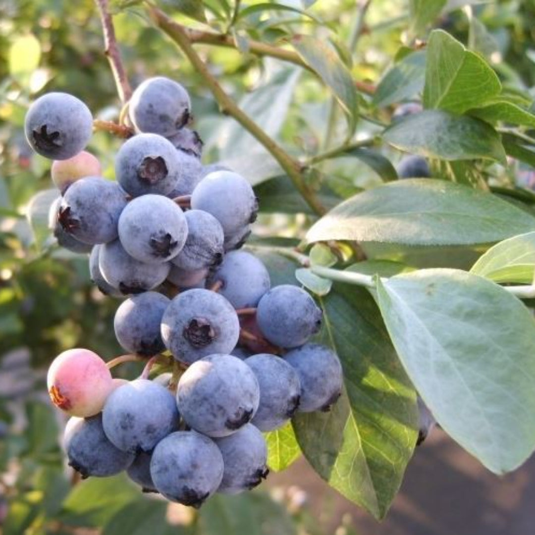 Robeson Blueberry Shrub Showing Compact Growth Habit