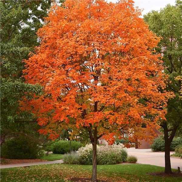 Sugar Maple Tree – flowering tree