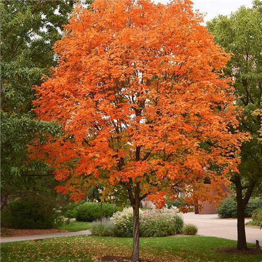 Sugar Maple Tree – flowering tree