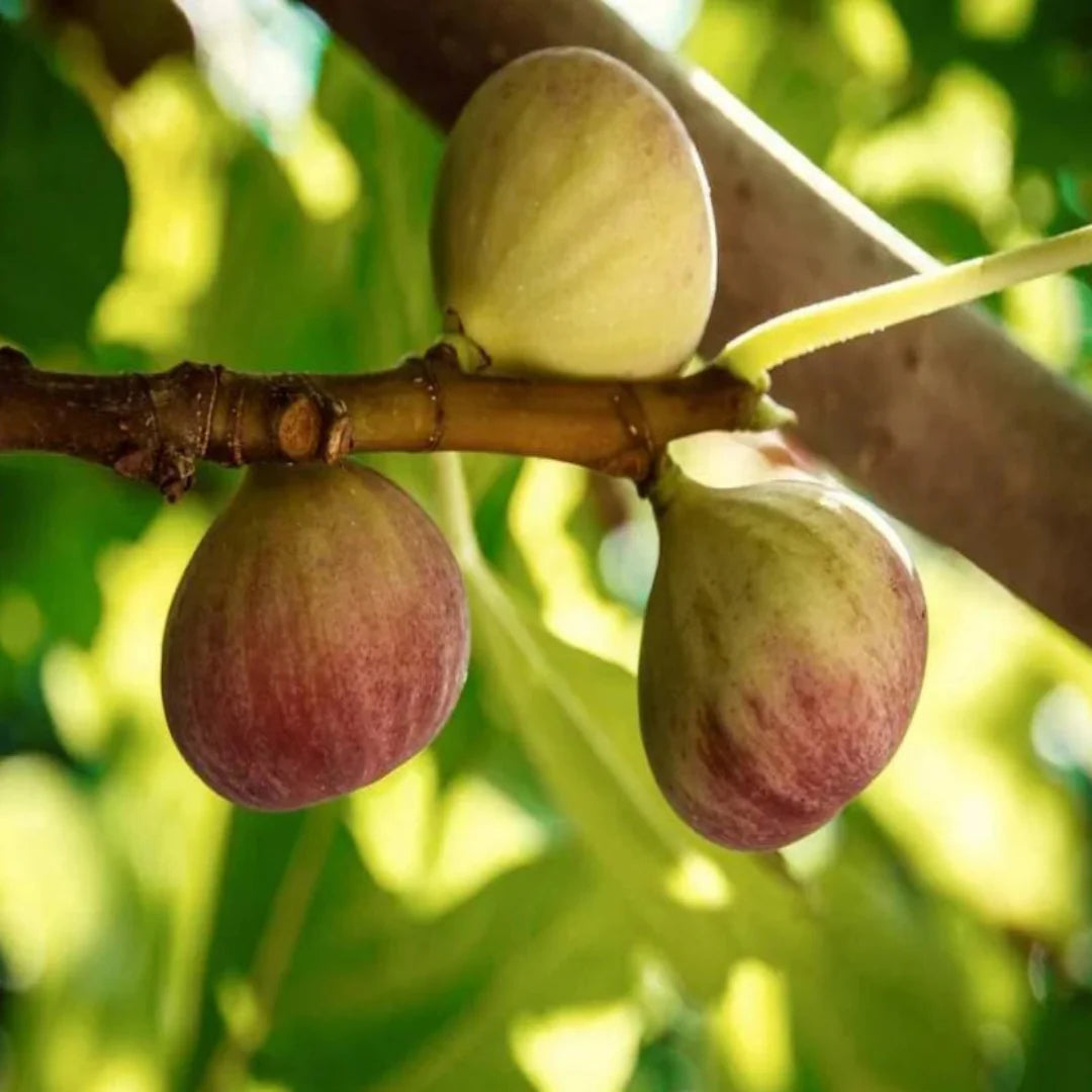 Sunlit garden bed featuring Olympian Fig Tree