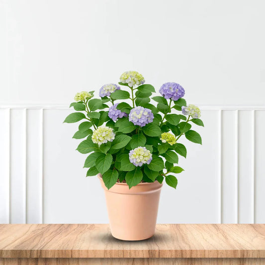 Bloomstruck Endless Summer Hydrangea with Purple and Blue Flowers