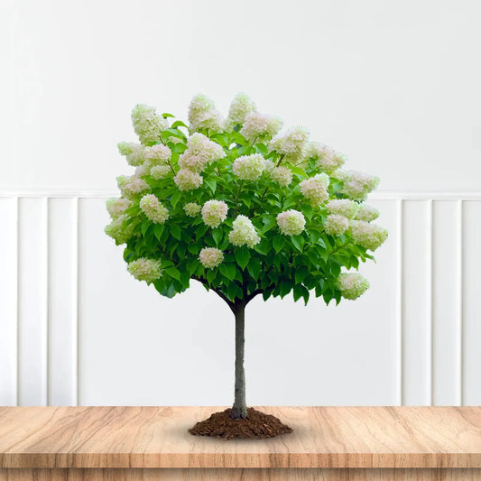 Grandiflora PG Hydrangea Bush with Tall White Panicle Flowers