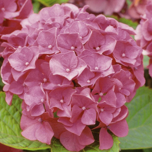 Decorative containers holding Hydrangea Macrophylla Masja