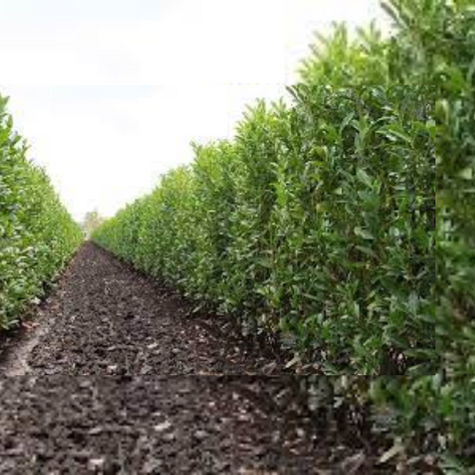 Schip Laurel hedge plant ideal for privacy screening and landscape borders