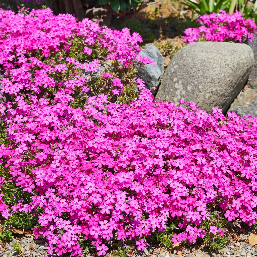 Low-growing pink flowering Phlox plant