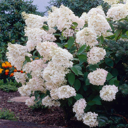Grandiflora PG Hydrangea Shrub for Garden Borders