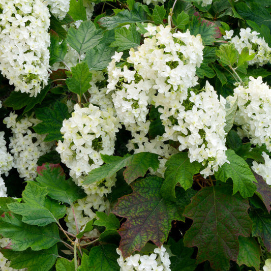 Close-up of Harmony Oakleaf Hydrangea white flowers