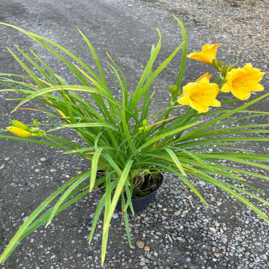 Hemerocallis Stella D'Oro Daylily flower