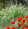 Ornamental Grass