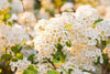 Spirea