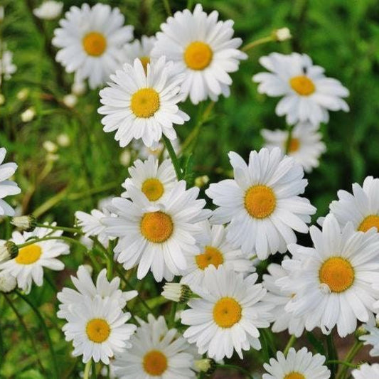 Alaska Shasta Daisy – Classic White Perennial Daisy with classic white with yellow center (the quintessential large white dai