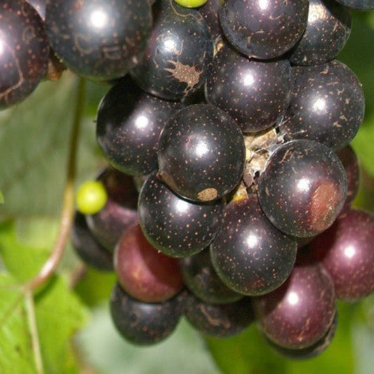 Eudora muscadine grape vine plant producing black grapes with excellent flavor and texture