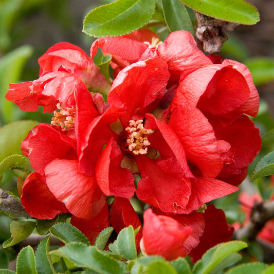 Texas Scarlet Flowering Quince - Chaenomeles Japonica 'Texas Scarlet a Beautiful Spreading Shrub with Georgeous Fiery Red, Apple-Blossom-Like Flowers.