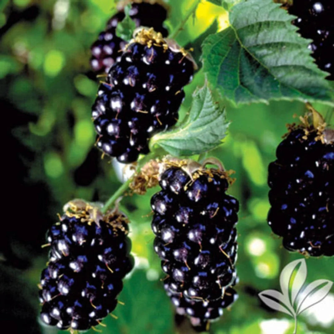 Ponca Thornless Blackberry plant in nursery pot with young green foliage