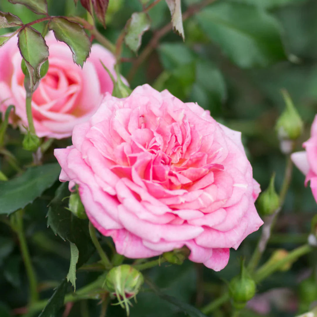 Gentle pink petals open across Sweet Drift Rose plant